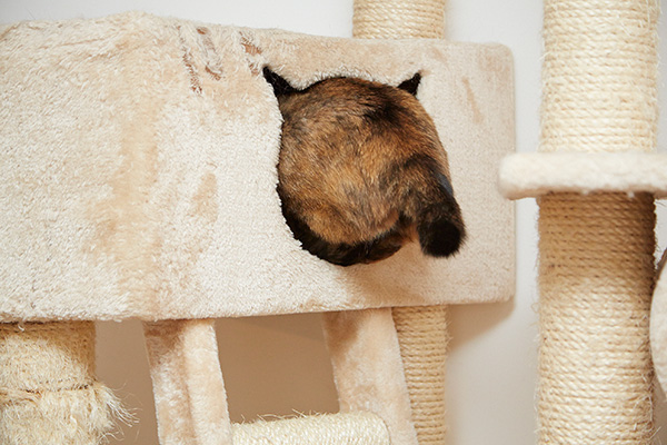 あっ！おしっぽ！！