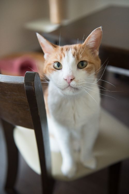 福多朗君がきて若返ったというはるまき君　　　写真＝上村雄高