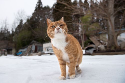 左目に怪我を負い、マメはボランティアに保護された　写真＝上村雄高