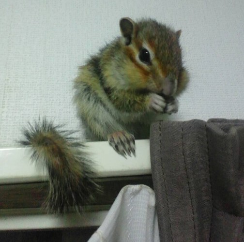 うなぎが家に来る前は、リビングのカーテンレールに乗ることもあった