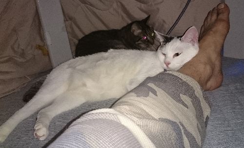 でもすぐに慣れました　これはコタツの中「おとんの足が好き～」