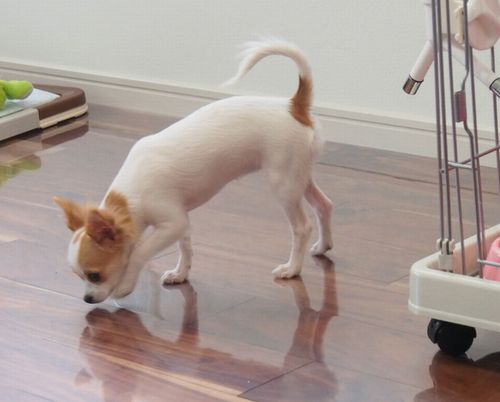 滑り防止に床はビニールクロス張り