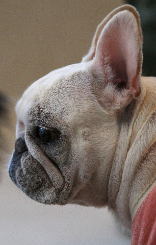 フレンチブルドッグ＝竹谷俊之撮影 