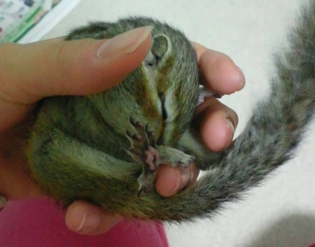 真有さんの手の中で寝るりすお　気持ちよく完落ち