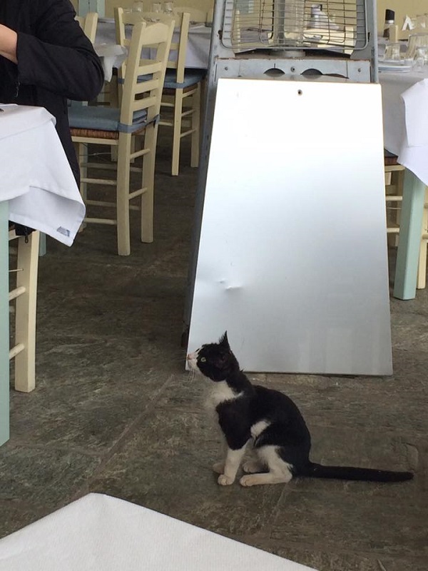 看板子猫。おねだりも上手でお店とwin-win（スキアソス島）