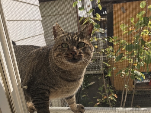 庭先で面倒を見ている「たぬ吉」は「さくら」の元カレ