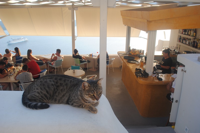 サンセットを見ながらコーヒーを飲もう…とカフェを探していて、この猫さんが決め手で入店（フィラ）