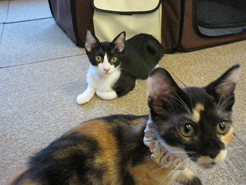 ちょっと横切るよ