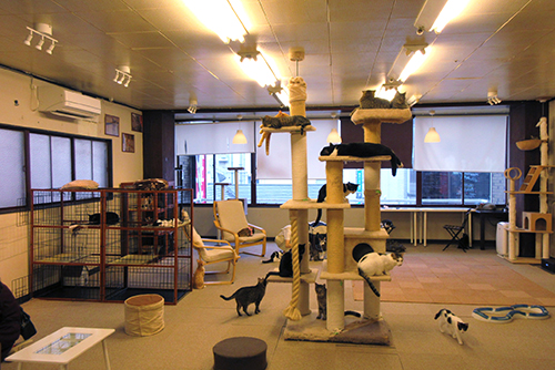 キャットタワーは大人気