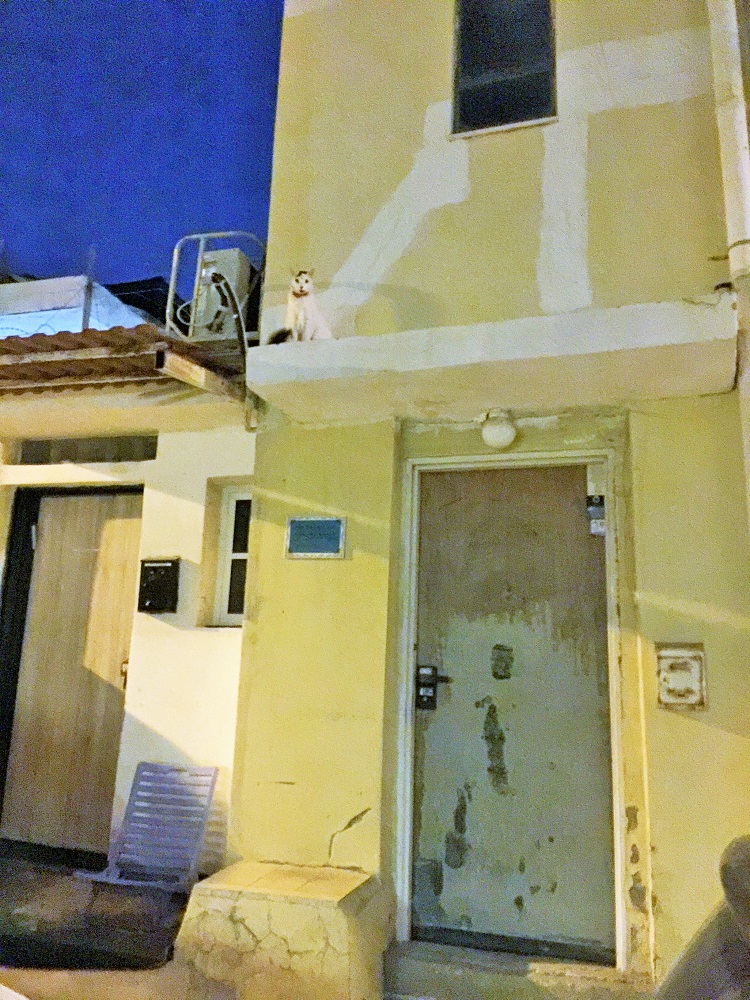 高いところから失礼します、の猫さん