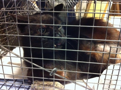 捕獲した時（2012年）