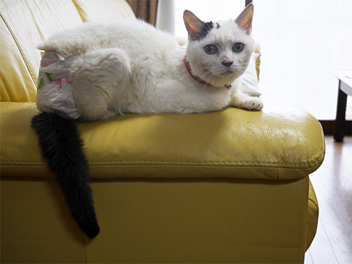 ソファの縁が好きでした