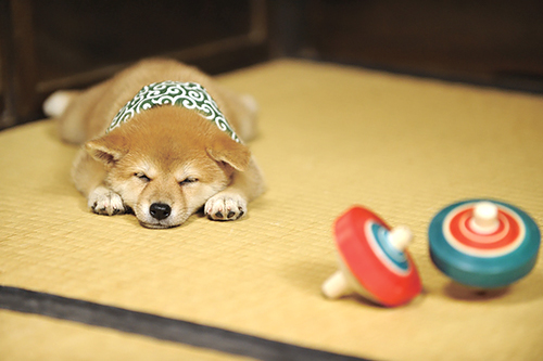 １０代目豆助（２０１２年１０月～１３年３月）＝テレビ大阪提供