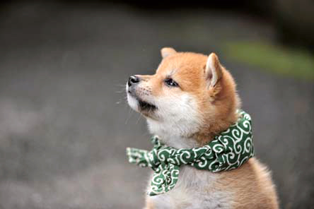 ８代目豆助（２０１１年１０月～１２年３月）＝テレビ大阪提供