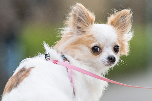 行動・しぐさ「カーミングシグナル」で、犬の気持ちがわかる？ | 犬 