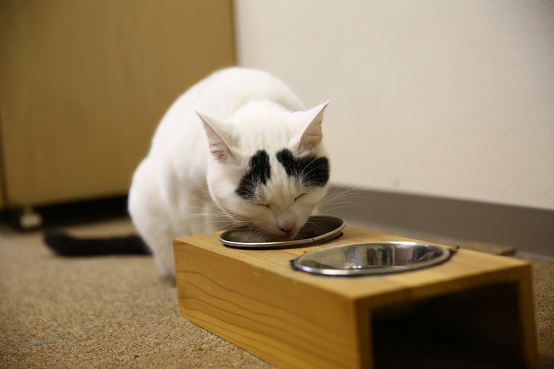 集英社みらい文庫提供