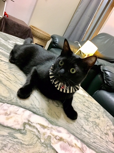 里親さんの病気で舞い戻ってきた「ルー」