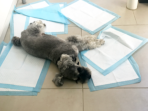 JIROがトイレシーツを荒らしてしまった