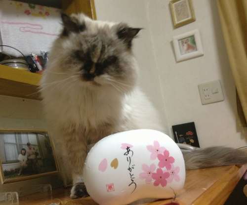 地震前、元気だった頃のアイちゃん＝２０１６年３月１７日、安藤さん撮影