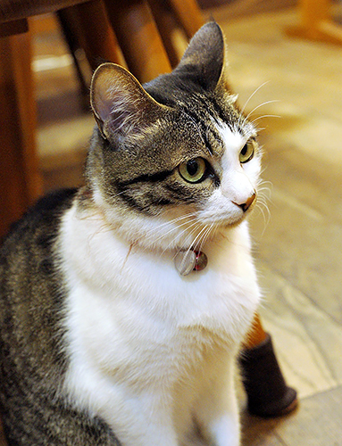 呼びかけに耳で反応（大塚さん提供）