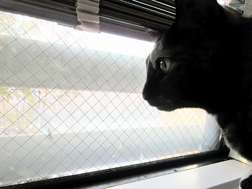 興味深げに外を眺めるあんず。