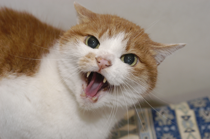 「なぜ？の図鑑」学研プラス提供