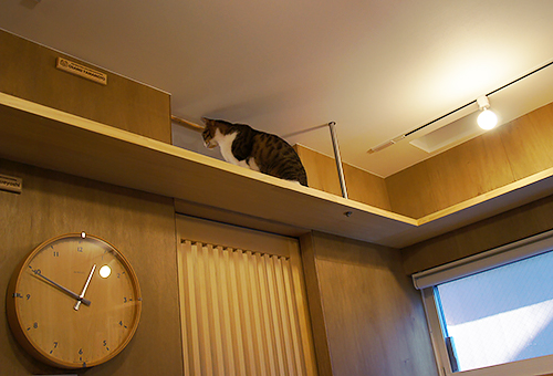 チョボ六は、店の入り口を見るのが好き