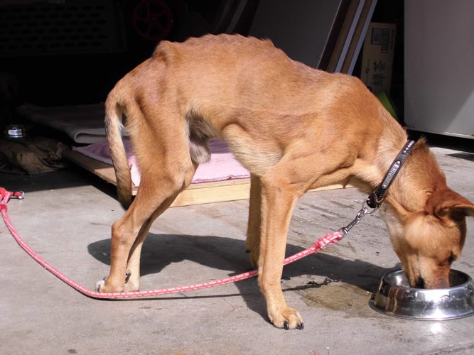 手術４か月後、懸命に「後ろ足を支えて食事をするラッキー（撮影＝島田須尚）