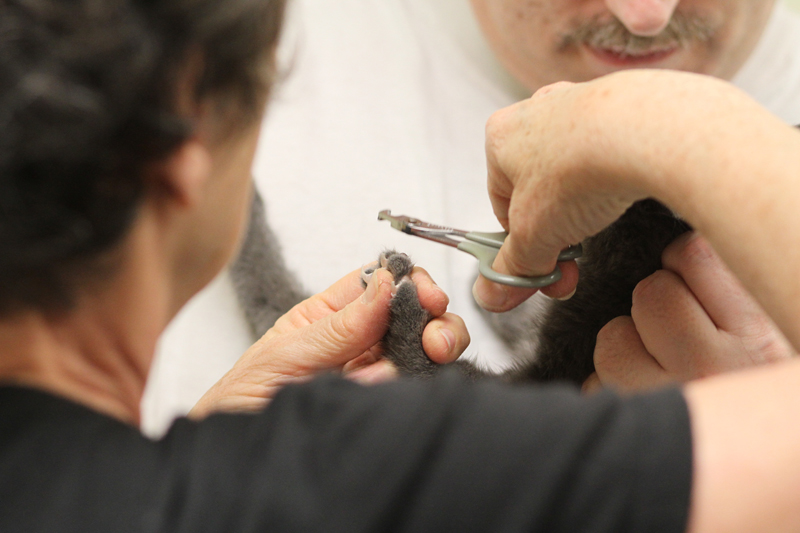 猫の爪を切るボランティアの動物看護師カレン