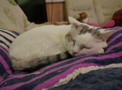 震災前に家の外で保護した「ビサンツ」は保護猫の接待係