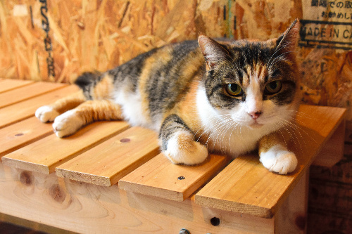 カメラに興味を示す猫