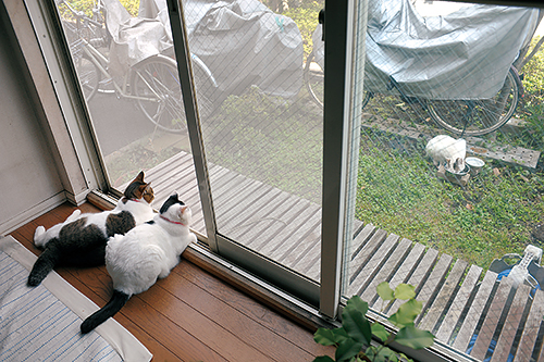 「また来てるわね」　扶桑社/(C)太田康介