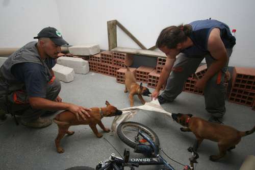 狩猟本能を強化する訓練（ｃ）大塚敦子