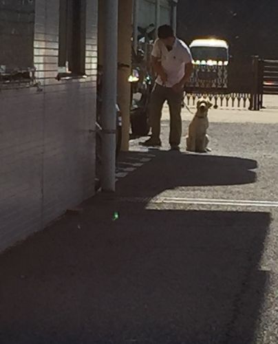 お別れ時、犬舎のドア前で振り向いたサンディ。バイバイ、バイバイ、いつかまた会える日まで