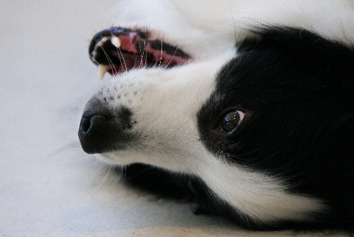 ボーダー・コリー＝竹谷俊之撮影 