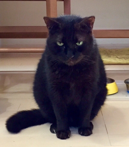 毛も再び生えて、むくむくとしたクロ