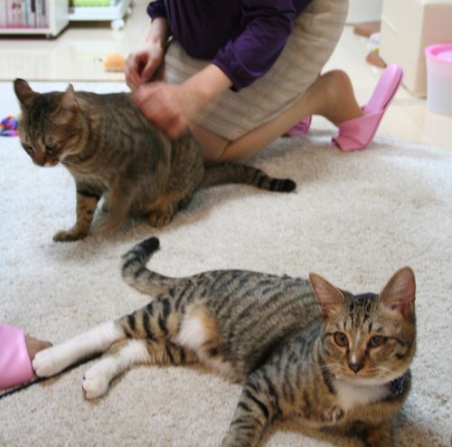 新しい飼い主が決まって「卒業」間近の猫たち＝大阪市中央区