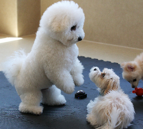 ビションフリーゼ（左）＝竹谷俊之撮影 