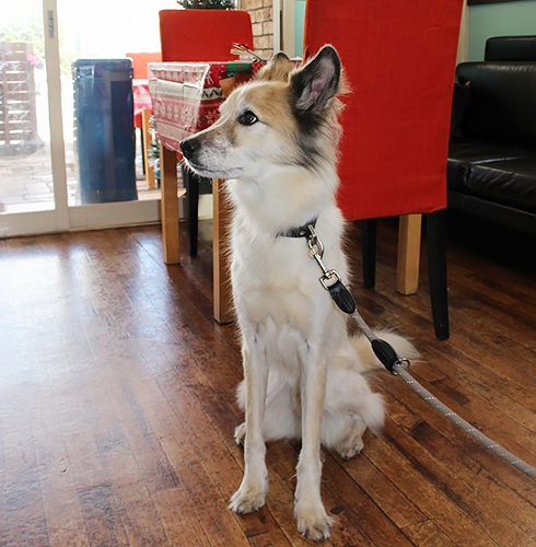 大渕家で幸せに暮らすビフ