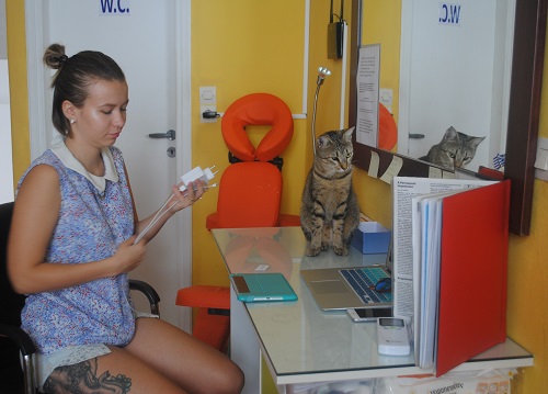 「PAROS INK」というタトゥー屋さんで大事にされていた猫さん。ここでは、2週間で消える「ヘナ・タトゥー」も取り扱っていて、短期間だけ楽しむことができます。（パリキア）