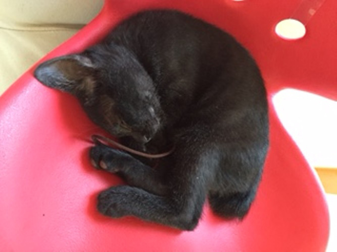 ヘアゴムで遊びつかれて椅子で眠るミー吉（生後2か月のころ）