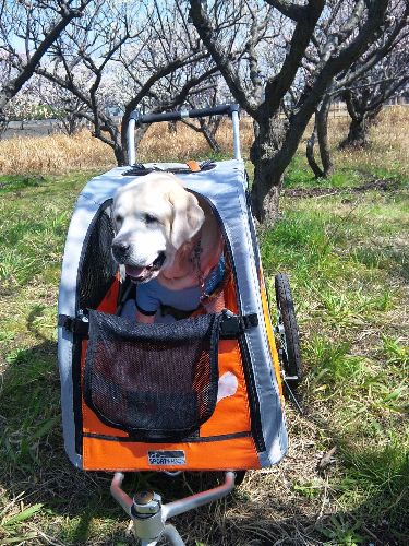 後ろ足が弱くなりバギーに乗った金太郎　小次郎はまだ乗っていない