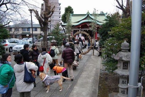 愛犬を連れた参拝の列（市谷亀岡八幡宮）