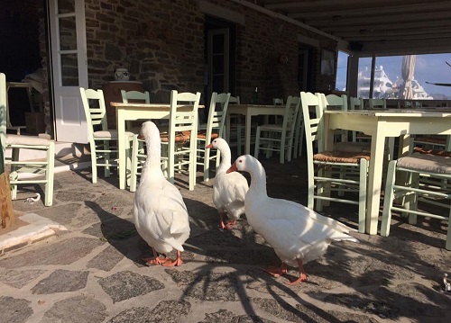 車道で8羽くらいがゆったりと過ごしていたのを見た時はギョッとしました。人の腰の高さ位の背なので…。この写真は、車がゆっくり通ってくれた時にしぶしぶ道のわきのカフェに逃げ込んだ数羽の様子（ナウサ）