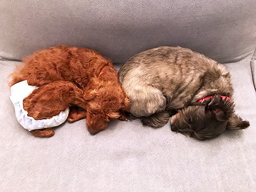 同じ格好で寄り添ってお昼寝