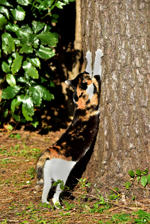 「なぜ？の図鑑」学研プラス提供
