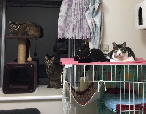 事務所内にいる猫たち