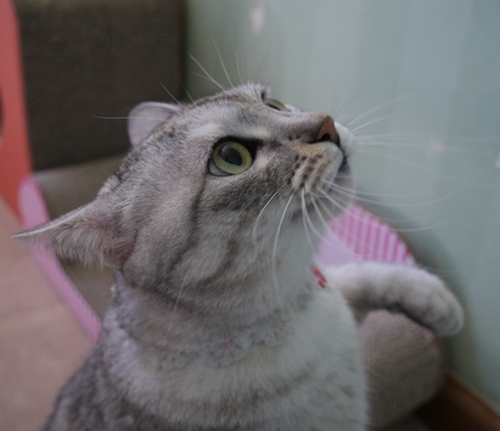 「ゆず」は何を見ているのかな