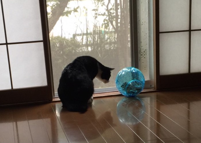 「運動してお疲れ？」　　「ぜーんせん。明日も一緒に過ごそうな、うなぎ」