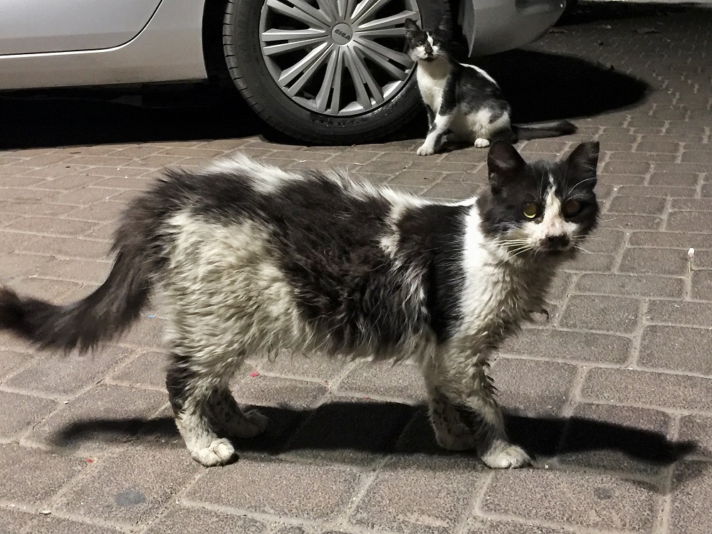 黒白コンビ。市場を案内してくれました